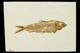 Detailed Fossil Fish (Knightia) - Wyoming #155466-1